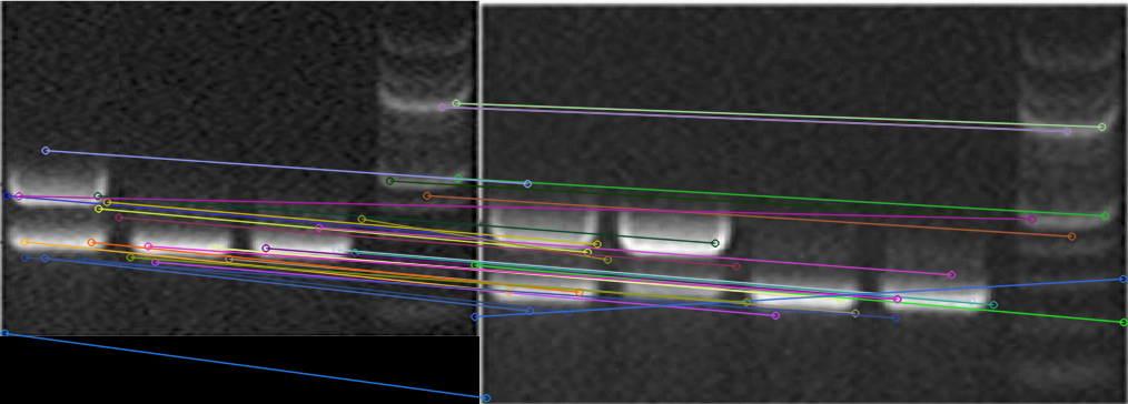 Western blot panel and an altered near-duplicate