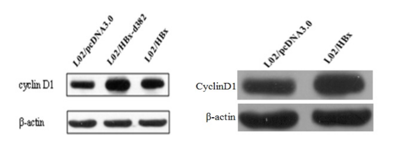 Western blot panel and an altered near-duplicate