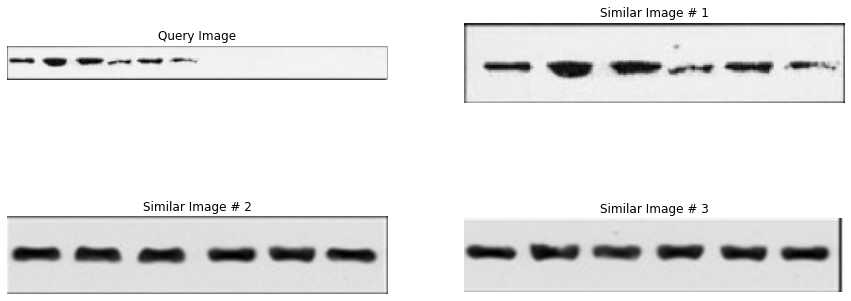 Retrieval output: query Western Blot panel and top‑k nearest neighbors