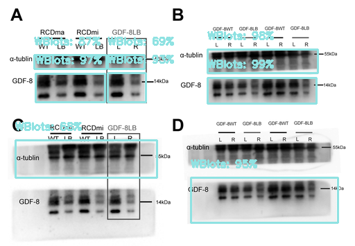 Western blot panel detection example
